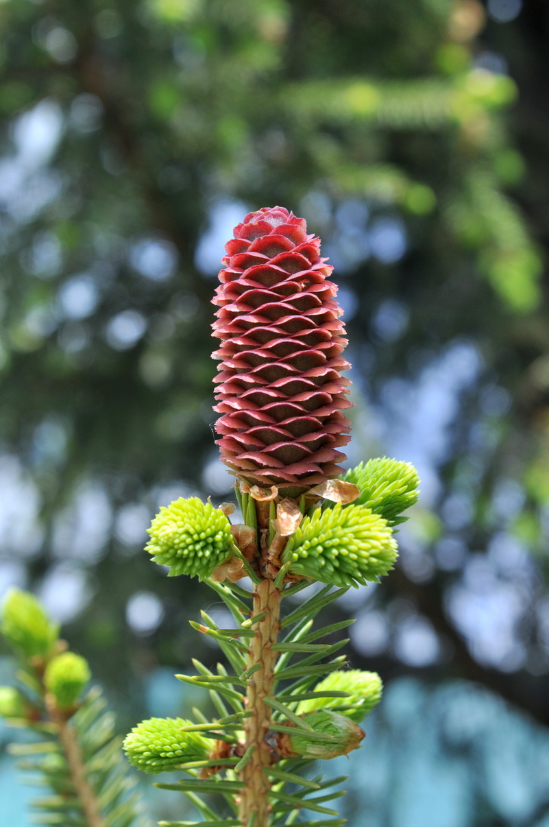 Изображение особи Picea obovata.