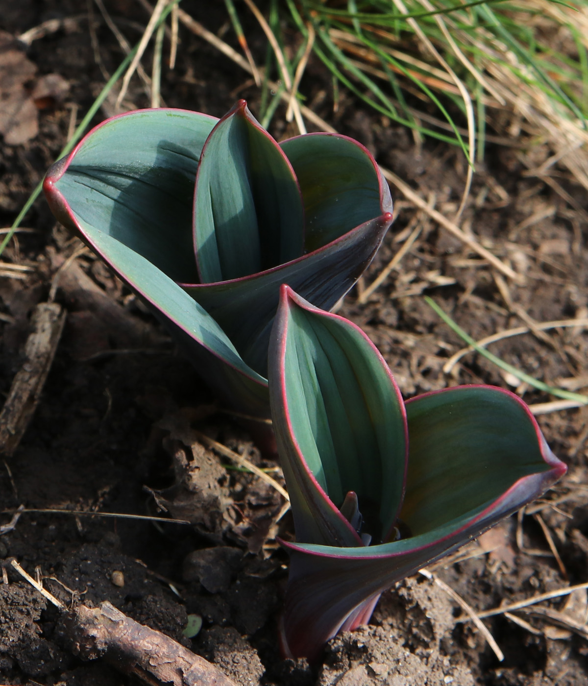 Image of Allium karataviense specimen.