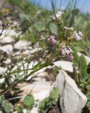 Asperula abchasica. Веточка с соцветиями. Карачаево-Черкесия, Зеленчукский р-н, гора Джисса, ≈ 1600 м н.у.м., луговое сообщество на кромке скального массива. 14.06.2024.