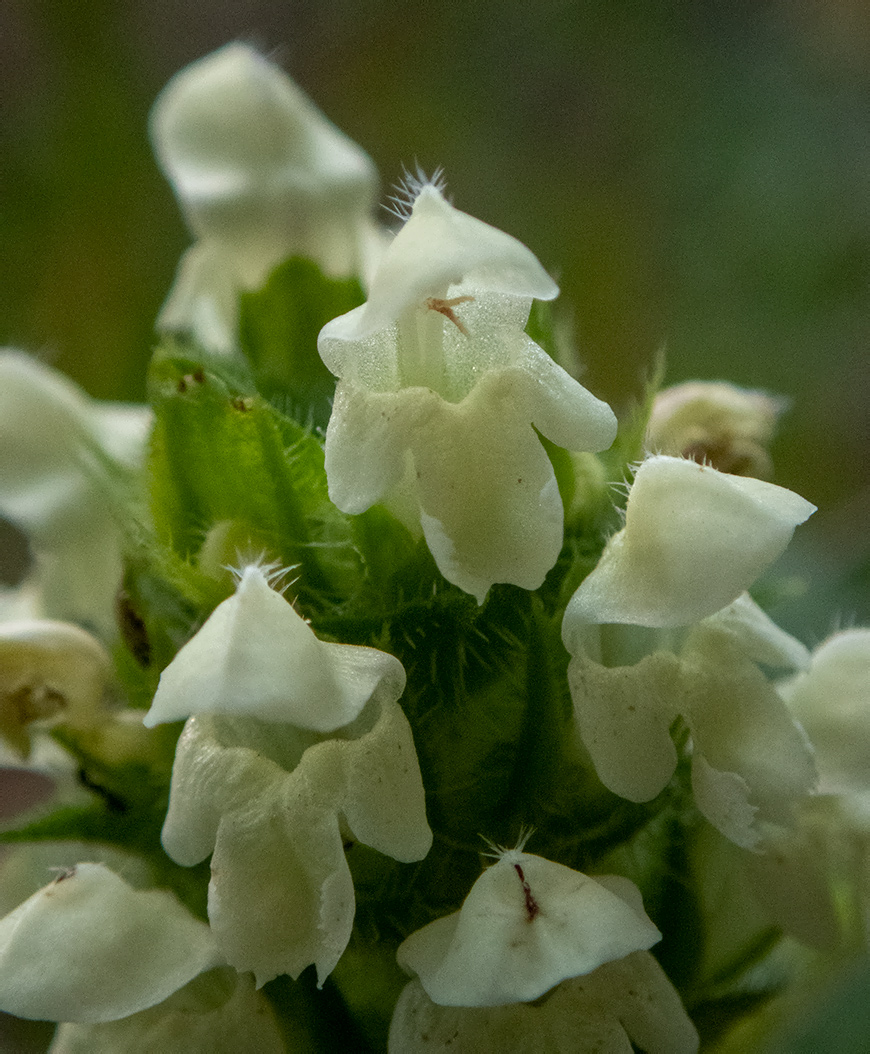 Image of Prunella laciniata specimen.