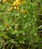 Смотреть изображение Hypericum perforatum