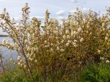 Amelanchier spicata