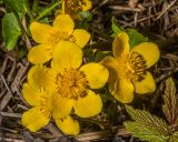Смотреть изображение Caltha palustris