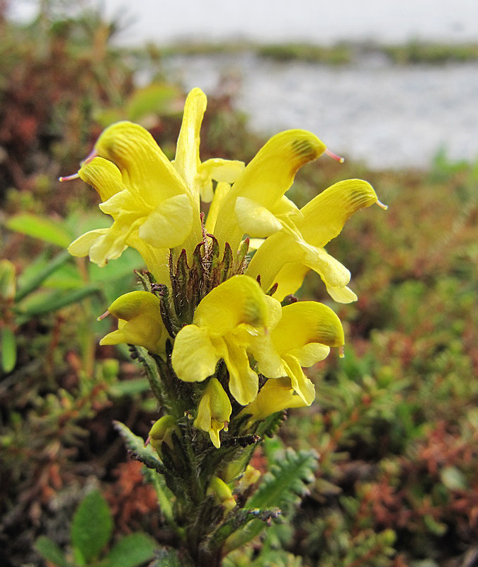 Image of Pedicularis oederi specimen.