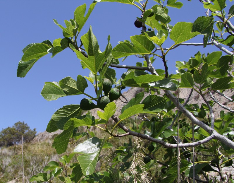 Image of Ficus carica specimen.