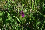 View full-size image Dactylorhiza euxina