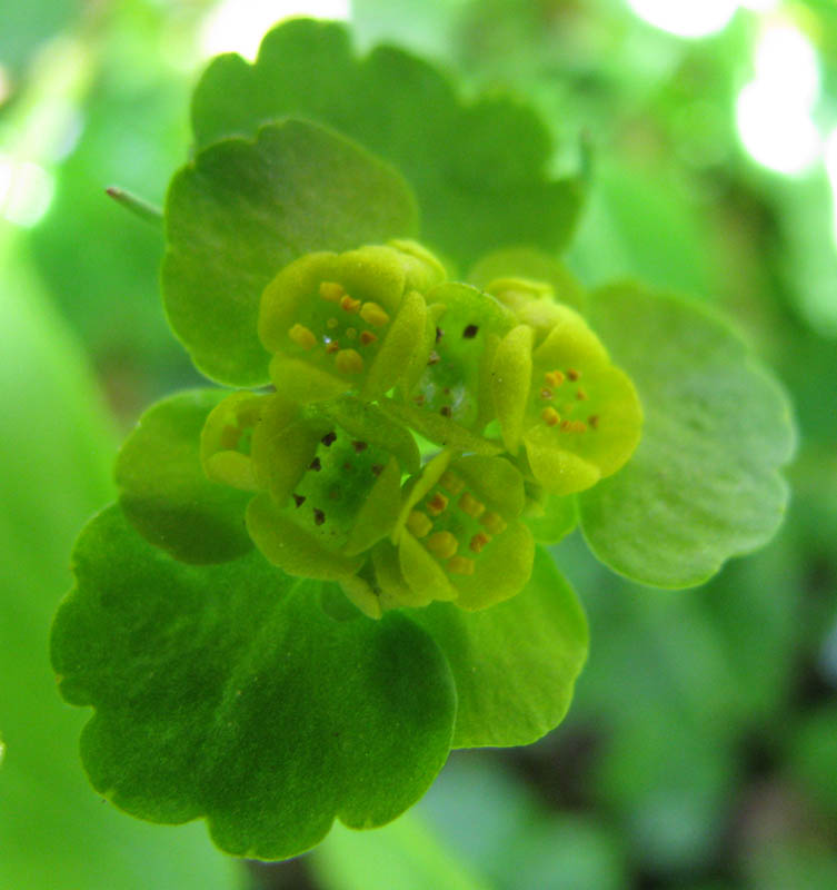 Image of Chrysosplenium sibiricum specimen.