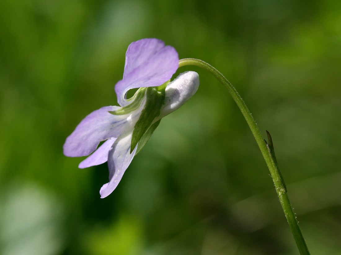 Image of Viola riviniana specimen.