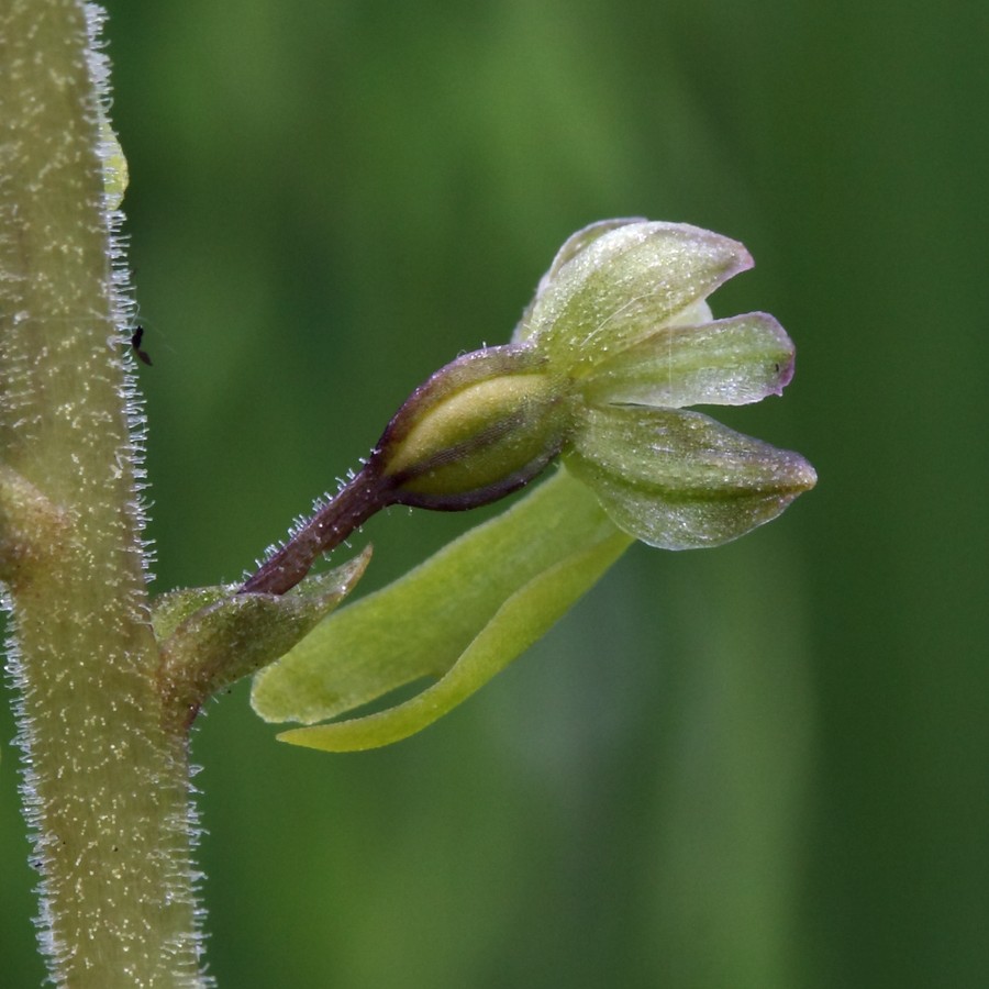 Изображение особи Listera ovata.