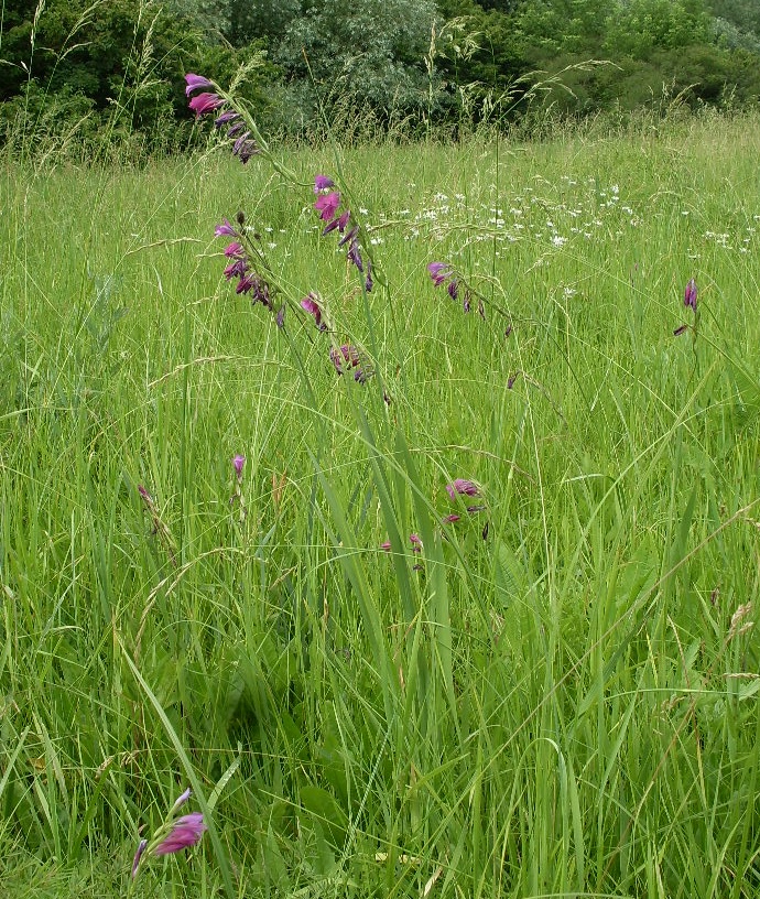 Image of Gladiolus imbricatus specimen.