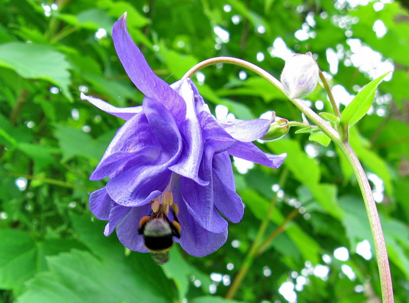 Image of Aquilegia vulgaris specimen.