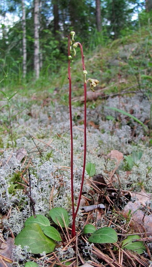 Изображение особи Pyrola chlorantha.