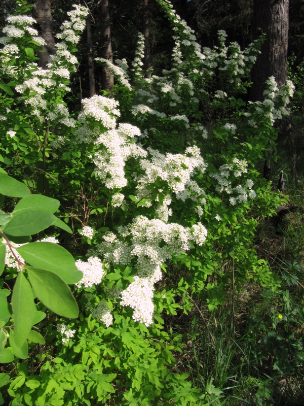 Image of Spiraea media specimen.