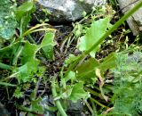 Rumex подвид turcomanicus