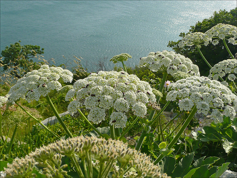 Image of Heracleum stevenii specimen.