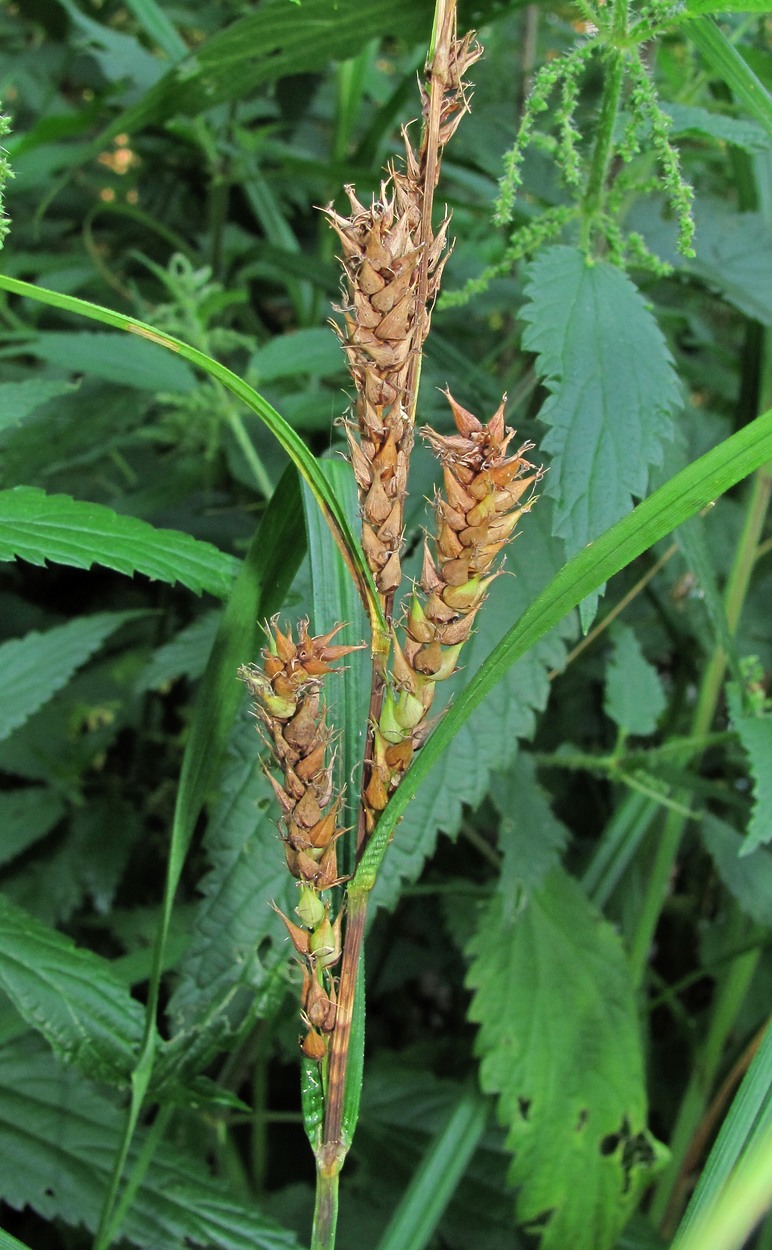 Image of Carex atherodes specimen.