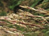 Arundo donax