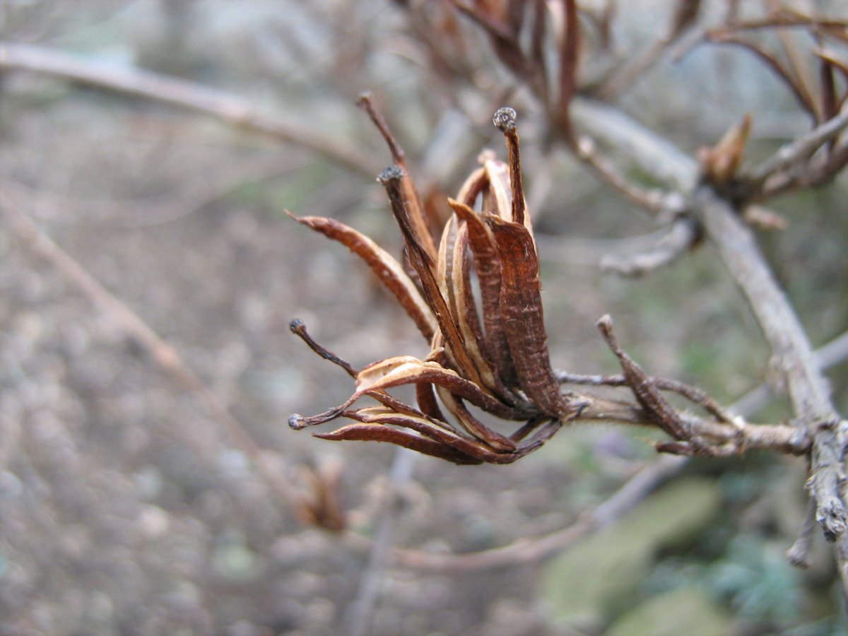 Image of Weigela florida specimen.