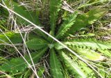 Cirsium esculentum