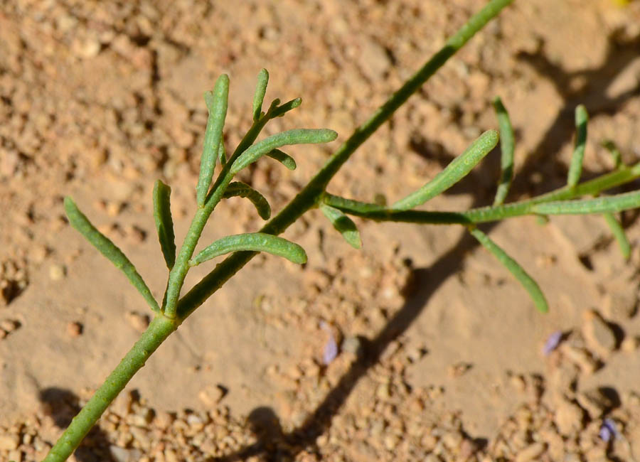 Image of Haplophyllum tuberculatum specimen.