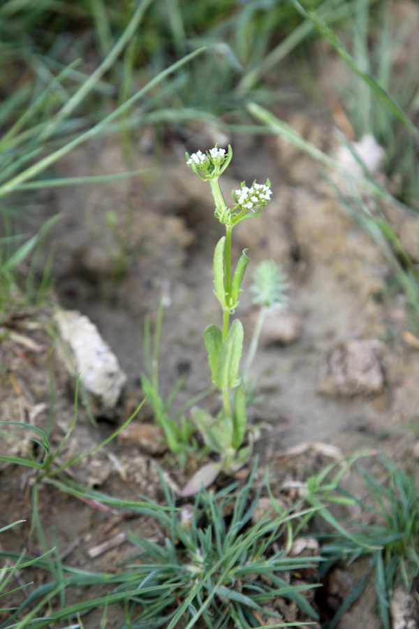 Image of Valerianella turkestanica specimen.