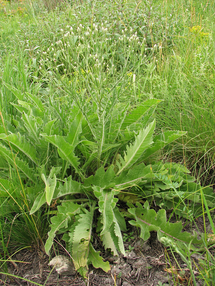 Image of Klasea erucifolia specimen.