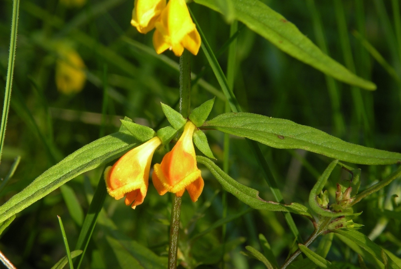 Image of Melampyrum herbichii specimen.