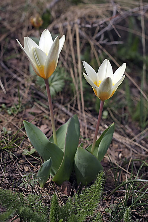 Image of Tulipa berkariensis specimen.