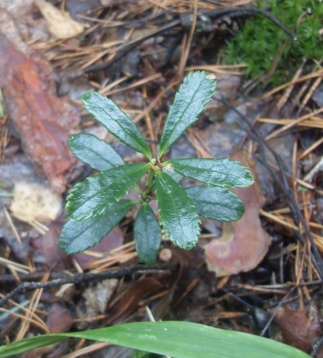 Изображение особи Chimaphila umbellata.