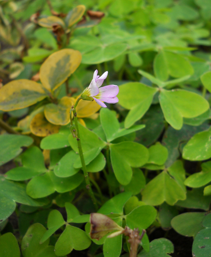 Image of genus Oxalis specimen.