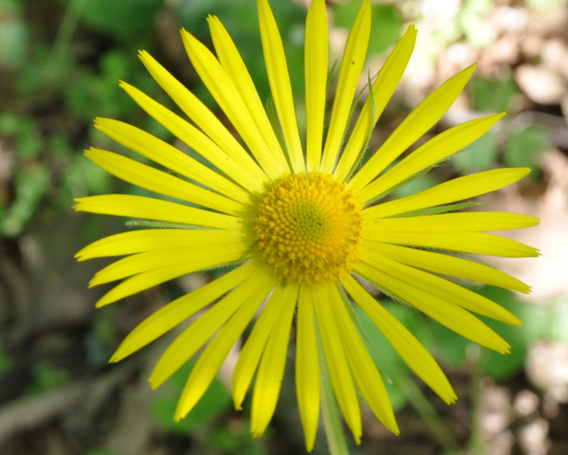 Image of Doronicum orientale specimen.