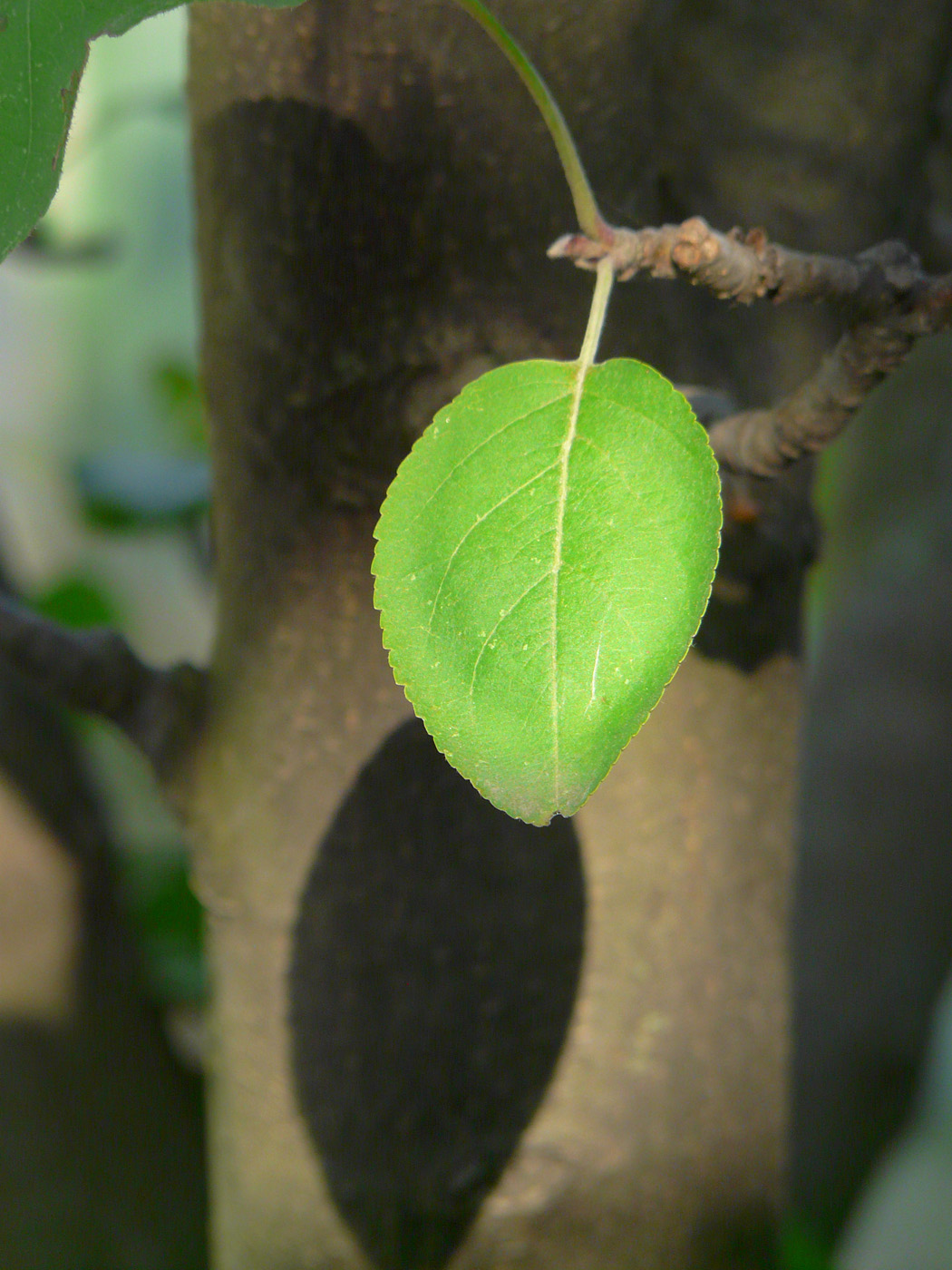 Изображение особи Malus domestica.