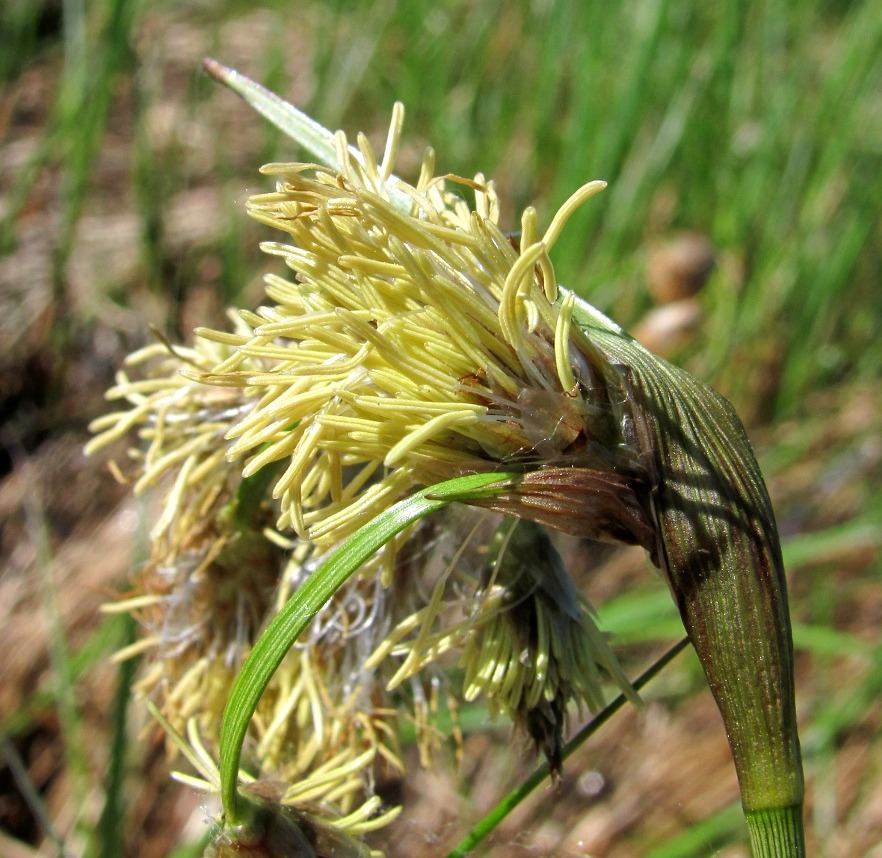 Изображение особи Eriophorum angustifolium.