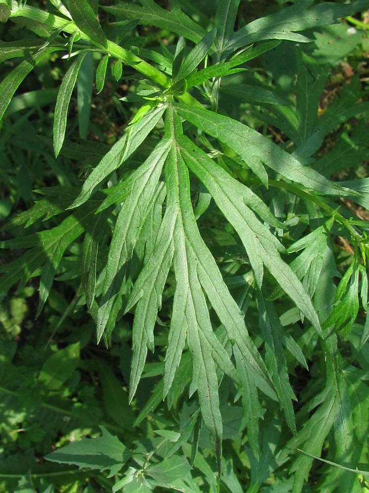 Image of Artemisia vulgaris specimen.