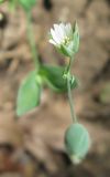 Cerastium perfoliatum