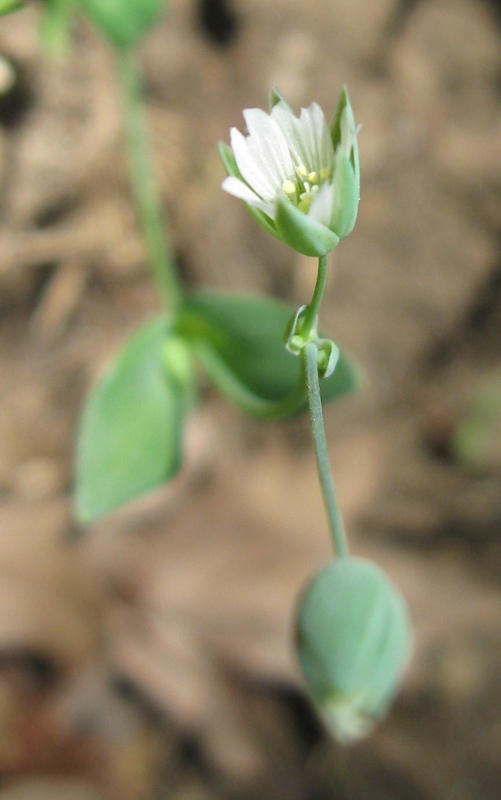 Image of Cerastium perfoliatum specimen.