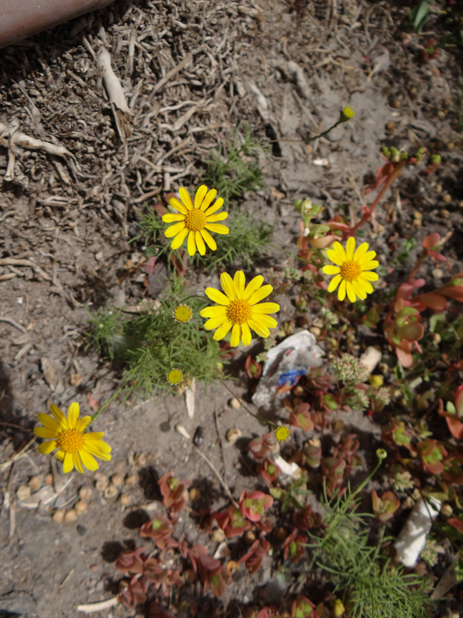 Image of familia Asteraceae specimen.