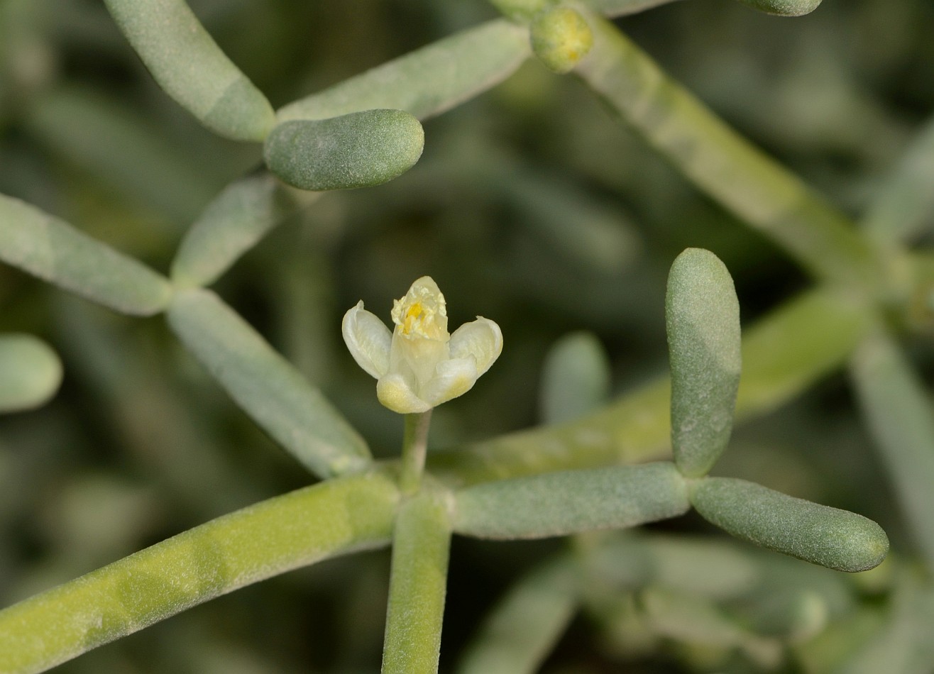 Изображение особи Tetraena coccinea.