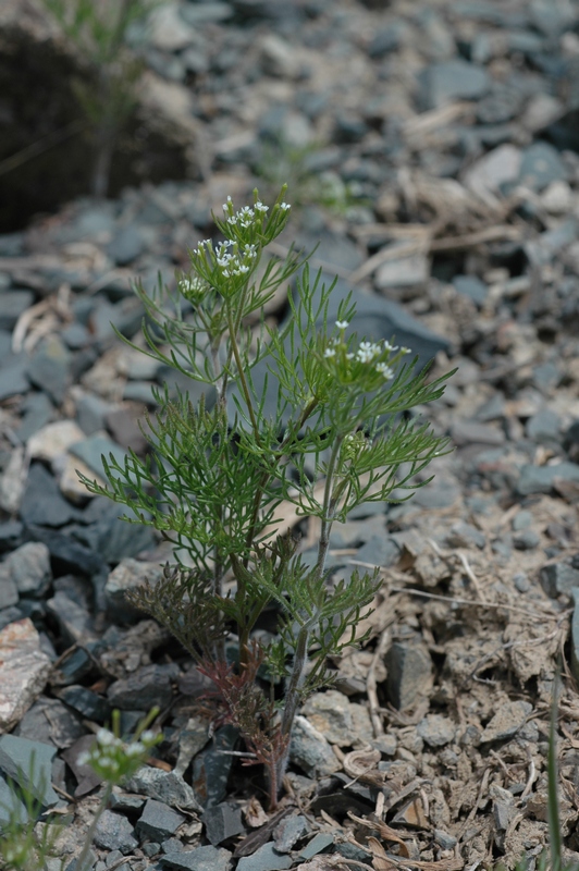 Image of Scandix stellata specimen.