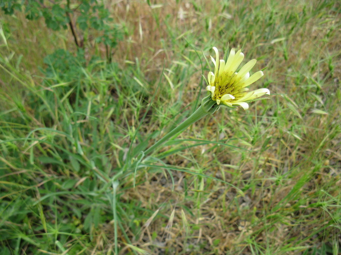 Image of Tragopogon dubius specimen.