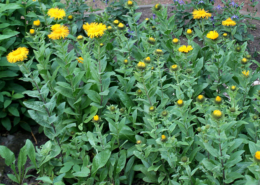 Image of genus Inula specimen.