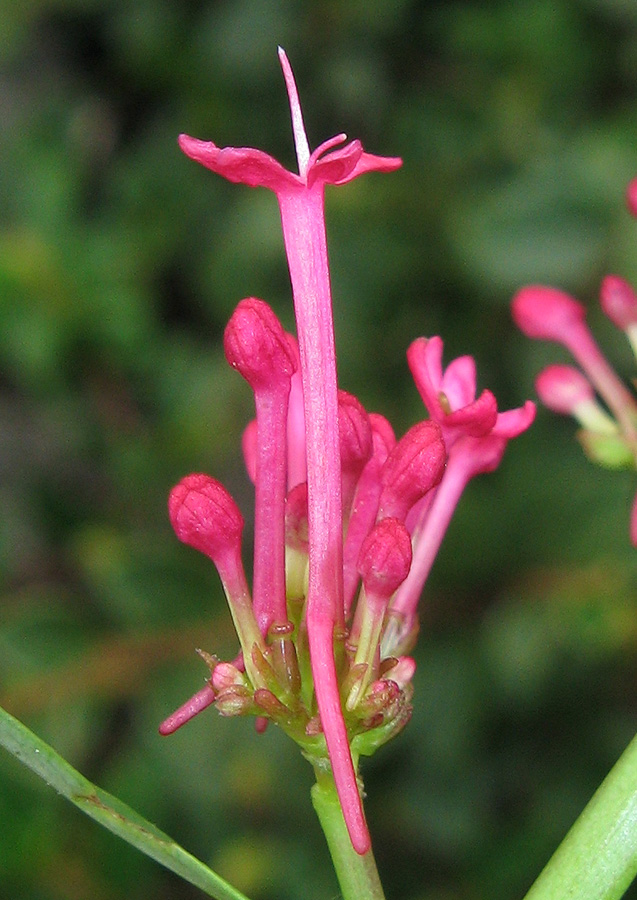 Изображение особи Centranthus ruber.