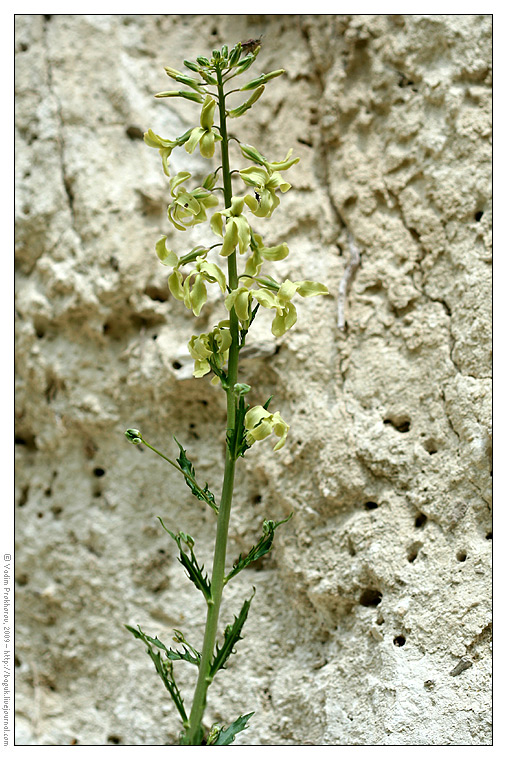 Image of Matthiola fragrans specimen.