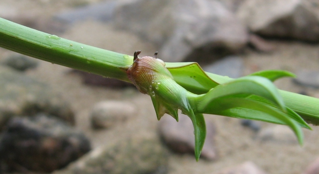 Изображение особи Scirpus radicans.