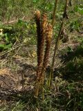 Orobanche ingens