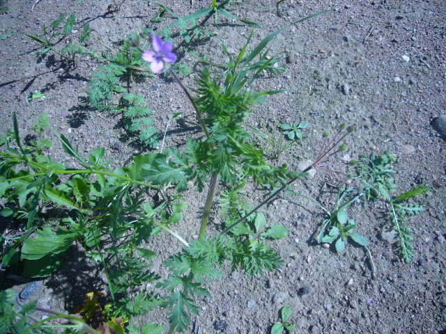 Изображение особи Erodium cicutarium.