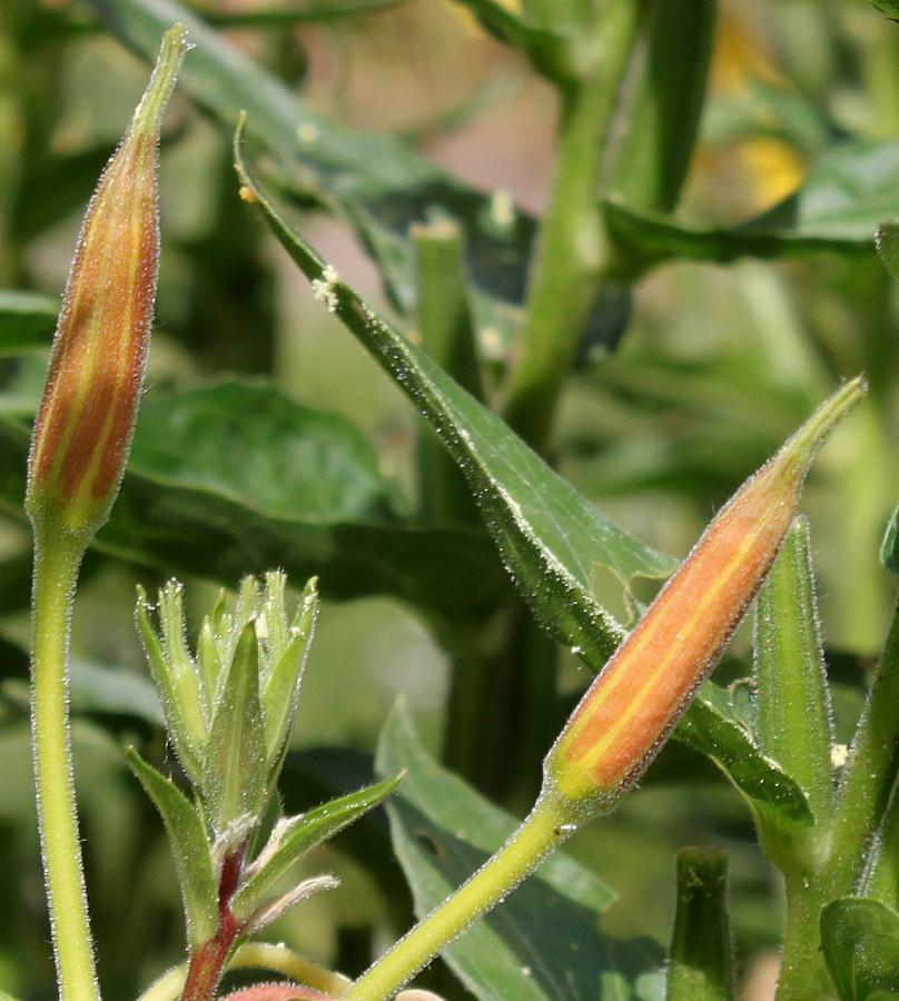 Изображение особи Oenothera glazioviana.