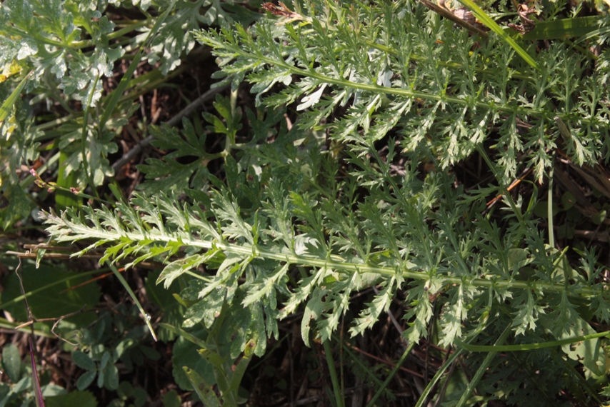 Изображение особи Achillea inundata.