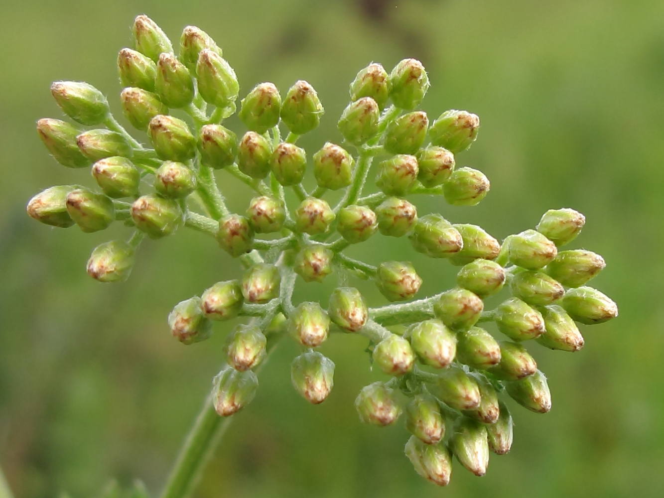 Image of Achillea millefolium specimen.