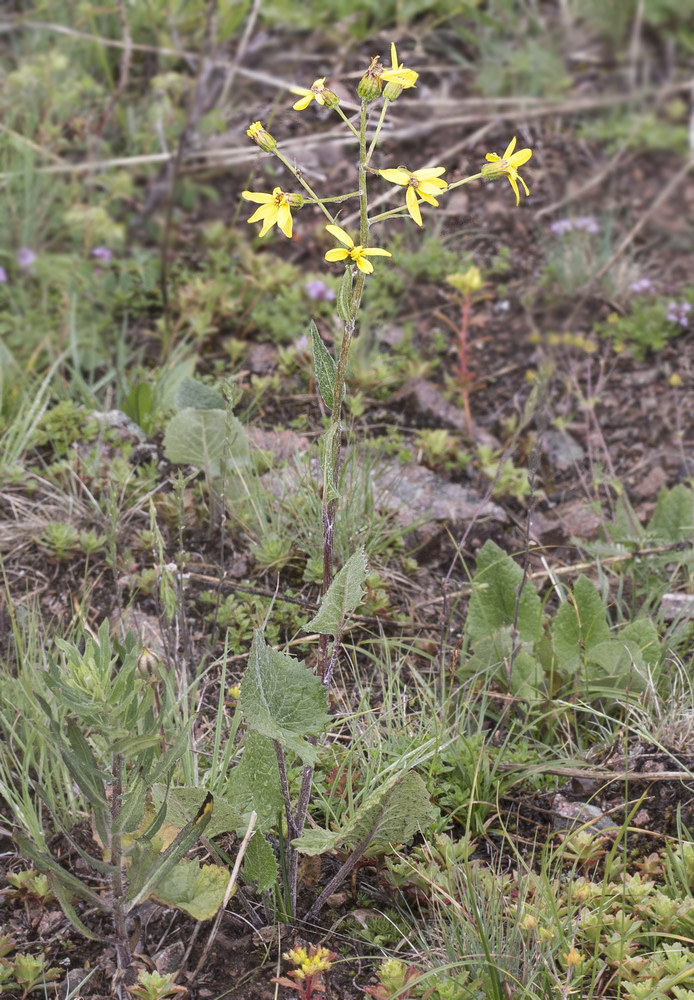 Image of Ligularia narynensis specimen.